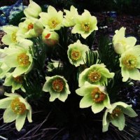 Солнечные красавцы :: Людмила Смородинская