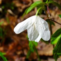 Ветреница под дождём. :: Милешкин Владимир Алексеевич 