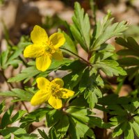 Пробуждение природы ... :: Ravile Пробуждение природы ... :: Ravile