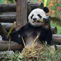 Панда Жуи :: <<< Наташа >>>