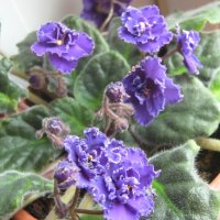 Мои фиалки :: Елена Семигина