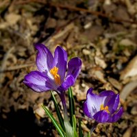 Первые :: yav 110455