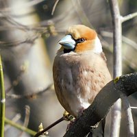 Дубонос :: Лина 