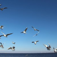 Чайки над Финским заливом :: Наталья Герасимова Чайки над Финским заливом :: Наталья Герасимова