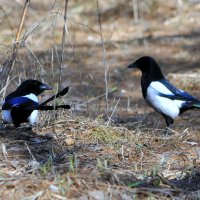 Две сороки бела боки...... :: Анатолий Анищик Две сороки бела боки...... :: Анатолий Анищик