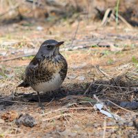 Кедровка...... :: Анатолий Анищик