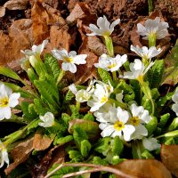 Примулки :: Светлана 