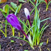 *** :: Светлана *** :: Светлана