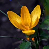 крокус шафран жёлтый :: Aleksandr . крокус шафран жёлтый :: Aleksandr .