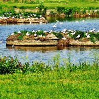 Гнездование Озёрных чаек :: Aida10 Гнездование Озёрных чаек :: Aida10