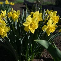 Нарцисс :: Aleksandr .