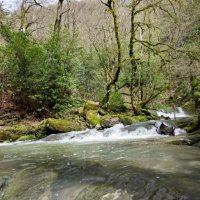 ОРЕХОВКА :: Tata Wolf