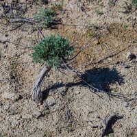 В степях Мангыстау :: Анатолий Чикчирный