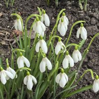 ***п о д с н е ж н и к и *** :: Olga Oskolkova