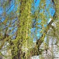 ,,, :: Сергей Тимоновский