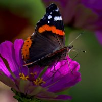 ** :: Николай Соколухин ** :: Николай Соколухин