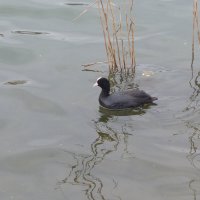 Лысуха :: Валентин Семчишин