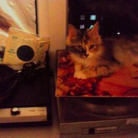 А мы тут пластинки слушаем... :: Nora Nowhere