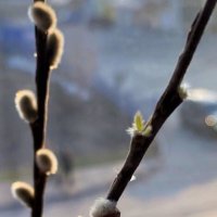 пробуждение... :: Вера Солнцевна