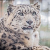 снежный барс :: Аркадий Лаптенко снежный барс :: Аркадий Лаптенко