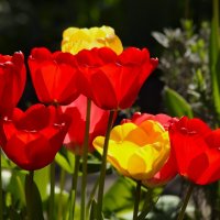 Цветущий апрель :: Юрий. Шмаков