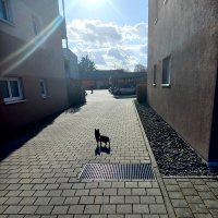 Пёс в центре внимания :: Сергей Порфирьев Пёс в центре внимания :: Сергей Порфирьев