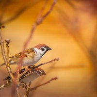 Воробей :: Alex Bush