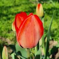 Первым расцвел :: Наталья 