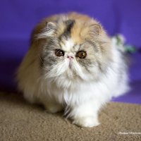 Оливия :: Светлана Ищенко