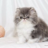 Фаничка :: Светлана Ищенко