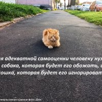 Владимирский котейко :: svk *