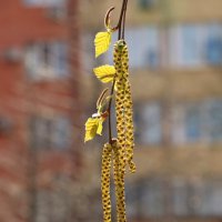 серёжки березы :: Игорь Kуленко