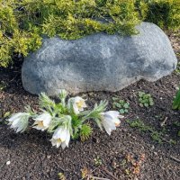 Прострел :: Veera V