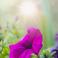 На восходе солнза :: Valziwa 