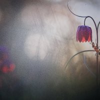 Мир цветов -5 :: irina Schwarzer 