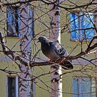 Весенний голубь на березе! :: Владимир 