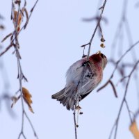 Чечетка :: Олег Денисов