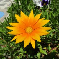 Мармарис  июнь  Турция :: Елена Шаламова