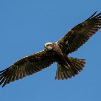 Болотный лунь (самка) :: Владислав Иопек