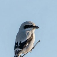 Серый сорокопут :: Владислав Иопек Серый сорокопут :: Владислав Иопек