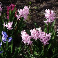 Гиацинт :: Рита Симонова