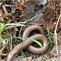 Лес. Веретеница ломкая. :: Валерия Комова Лес. Веретеница ломкая. :: Валерия Комова