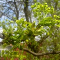 Весеннее :: Елена Семигина