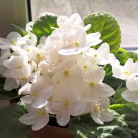 Фиалка :: Елена Семигина Фиалка :: Елена Семигина