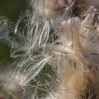 Краски лета. Пушинки. :: Алексей Трухин