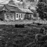 Сельская жизнь :: Владимир Гришин