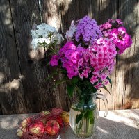 Флоксы :: Владимир Гришин