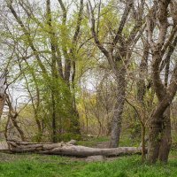 *** :: Игорь Протасов