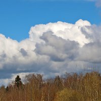 Апрельское небо над лесом :: Светлана 