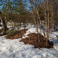 Мартовские проталины :: Александр Синдерёв Мартовские проталины :: Александр Синдерёв